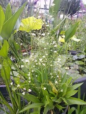 Gewöhnlicher Froschlöffel, Alisma plantago-aquatica, 50 Samenkörner