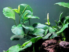 Breitblättriges Speerblatt - Anubias barteri Aquarienpflanze Aquarium