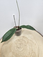 heavenly HOYA Hoya montana 'long leaves'