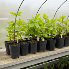 Bio trüffelbaum stieleiche - bio,
