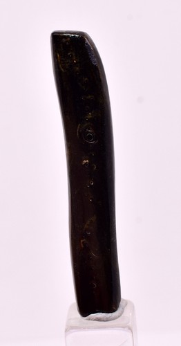Goldene schwarze koralle - cm,