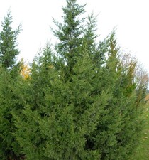 Chinesischer Wacholder