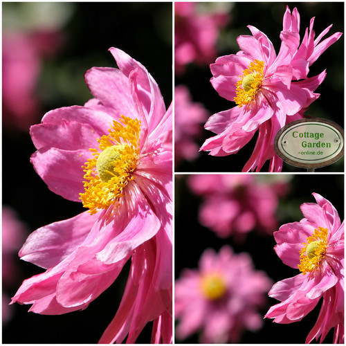 Herbstanemone anemone - herbstanemone,