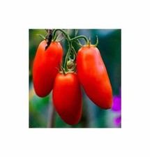 10 Korn Tomaten/Andenhörnchen Andine Cornue Garten Pflanzen - Samen F-S359