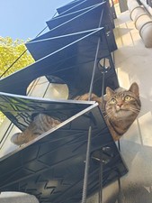 Katzenleiter Katzentreppe