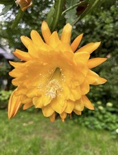 Epiphyllum yellow tang große - tang,,