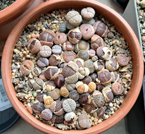 Lithops jungpflanzen div - jungpflanzen,