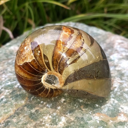 8cm sehr großer nautilus - sehr,