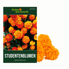 Studentenblumen Bonita