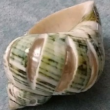 Rares Schneckengehäuse