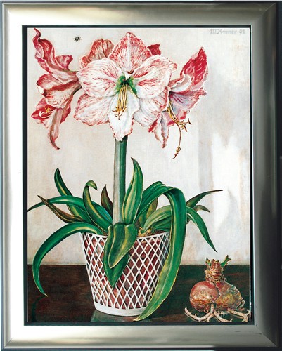 Amaryllis blumen stilleben - amaryllis,