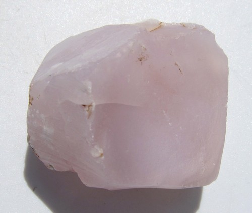 Rosa chalcedon engelshaut - rosa,