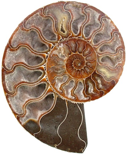 Kreide aioloceras besairiei - ,