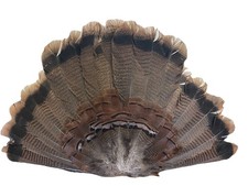 1- Eastern Juvenile Tail Fan
