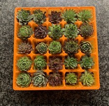 25 Sempervivum Hauswurz Ableger 