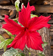 Hibiscus rosa sinensis variegata – Rarität