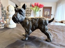 Alter Hund Scottish Terrier