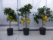 Zitrus zitronenbaum zitrone - zitronenbaum,