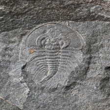 3x Trilobit Olenellus Kambrium