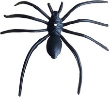Spinne Hausspinne