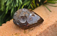 Rabe (Rabenkopf) aus Tsesit