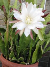 2 Ableger Epiphyllum