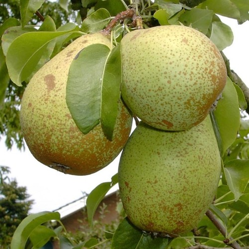 Gräfin von paris - gräfin, birnenbaum