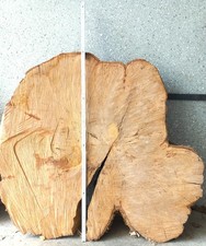 Große Baumscheiben Buche 80