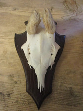 Trophäe Rehgehörn Rehbock