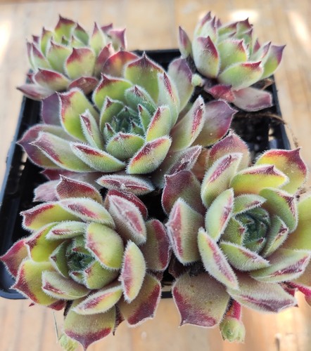 Sempervivum eisbär 2x - sempervivum,