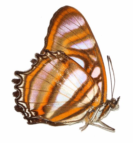 Lepidoptera nymphalidae - lepidoptera,,