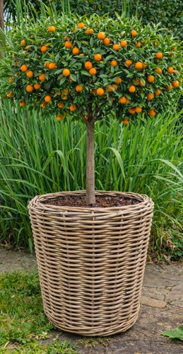 Van der leeden drypot - leeden, drypot®