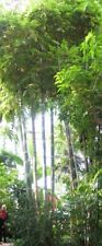 SAMEN naturnaher Garten RIESEN-BAMBUS Sommer Giganteus frische Saat frische Same