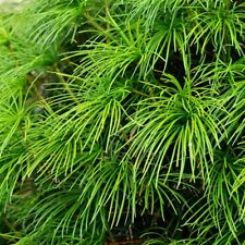 Japanische Schirmtanne Sonnentanne Sciadopitys verticillata Tempelbaum immergrün