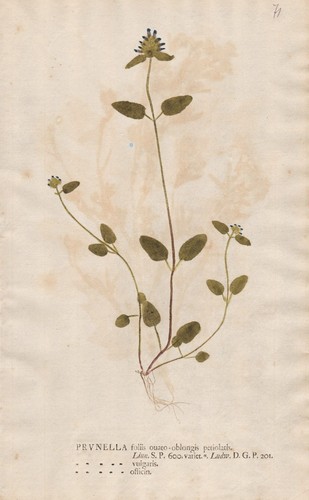 Self heals braunellen botanik - braunellen,