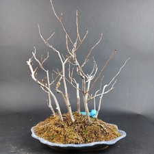 Bonsai - Jap. Hainbuche