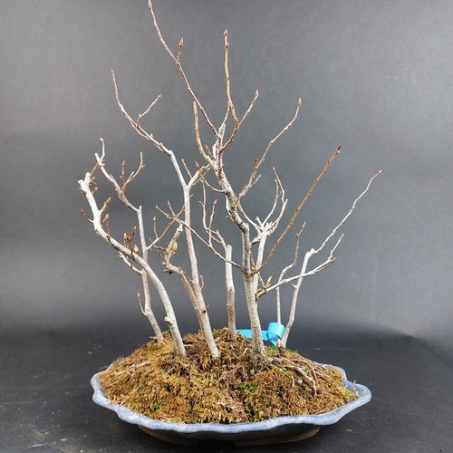 Bonsai jap hainbuche - jap.,