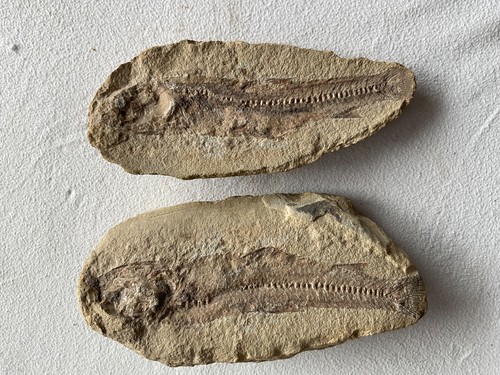 Versteinerung fisch hälften - versteinerung,