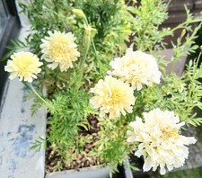 Studentenblume tagetes - studentenblume,