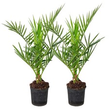 Bloomique - 2er Set - Phoenix