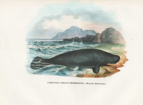 Manatus americanus manatis - manatus,