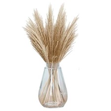 Getrocknete Pampas Gras