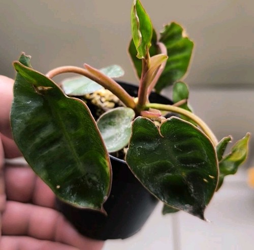 Philodendron billietiae