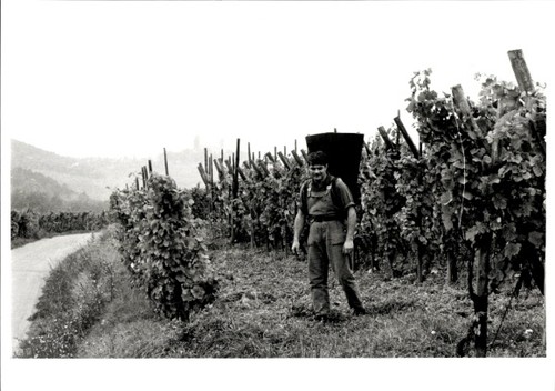 Foto weinlese elsass europ - foto, im