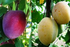 Familienbaum Duo Pflaume 2