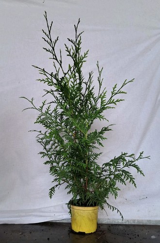 Thuja brabant stück - thuja,