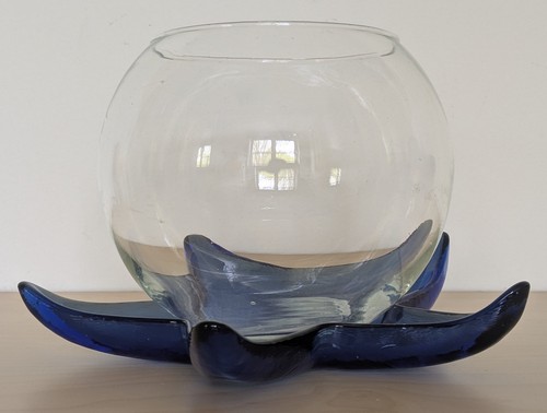 Seestern glas sukkulenten - seestern,
