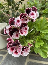 GZ 2854TT Pelargonium Cherry