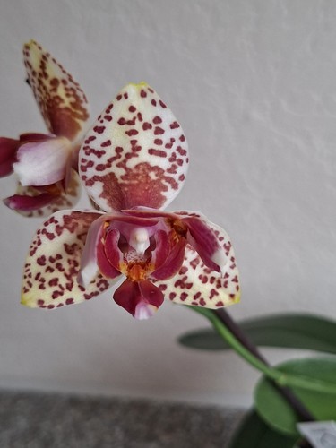 Orchidee phalaenopsis goldrose - orchidee,