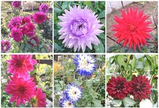 Dahlien Samen Set Mix